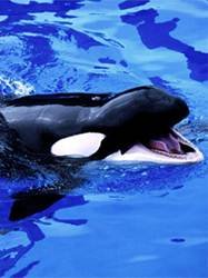 pic for killer whale